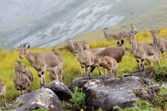 eravikulam_national_park20131128151224_24_1